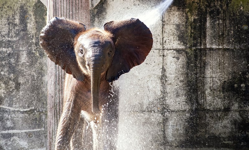 Elephant